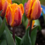 3D第185期开奖结果最新公布与详细号码查询 dv9stzkx